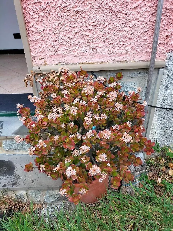 Apartment Appartamento Il Pino 15 Bocco